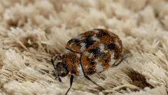 Kako se brzo riješiti žižaka u tepihu i spriječiti njihov povratak